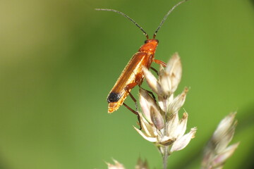 Red-headed cardinal beetle on grass