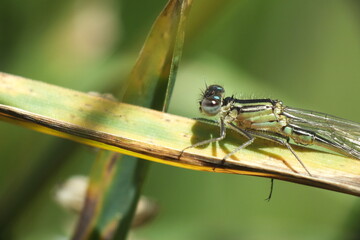 Macro image of a dragonfly, damselfly sitting on a leaf