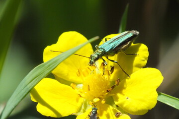 Green musk beetle on buttercup flower