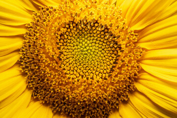close up of sunflower