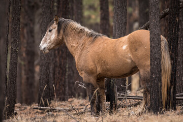 feral horse stallion in the wild