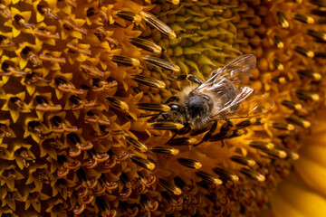 bee on sunflower