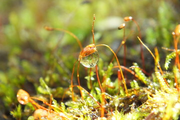 macro moss forest with reflection in raindrop