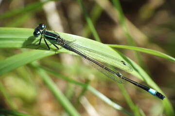 Common blue damselfly sitting on leaf