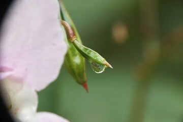 Rain drop reflection on plant