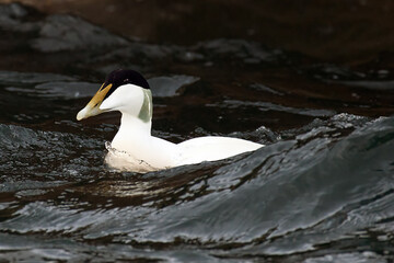 Fototapeta premium Eider Duck