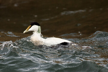Eider Duck