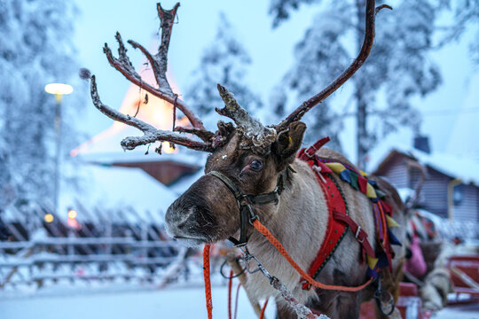 Naturaleza en Helsinki, Laponia, Pap&aacute; Noel o Santa Claus, iluminaci&oacute;n de navidad, renos y animales calles lagos helados  y arquitectura