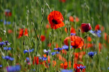 Wilde Sommerwiese mit Mohn und Kornblumen