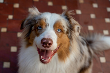 Happy blue eyed australian shepherd