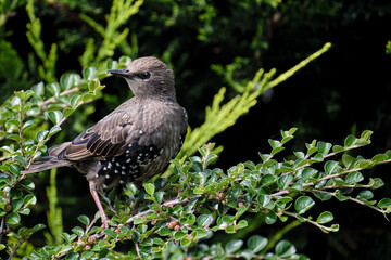 Starling in Bush