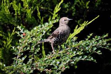 Starling in Bush