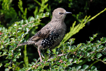 Starling in Bush