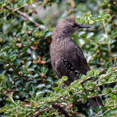 Starling in Bush