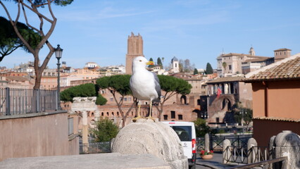 Profile of a white seagull at the back of the Campidoglio, with a view of the city of Rome.