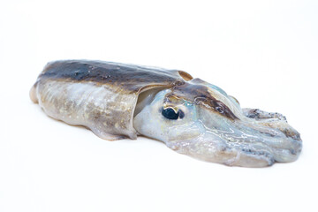 cuttlefish isolated on white background