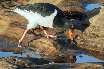 Oystercatcher Feeding in Rock Pools