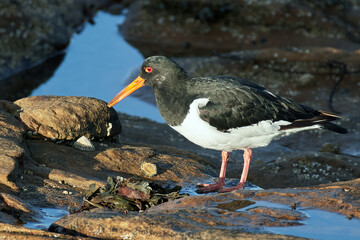 Oystercatcher Feeding in Rock Pools