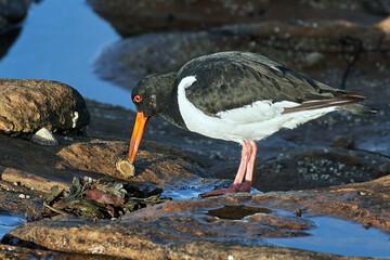 Oystercatcher Feeding in Rock Pools