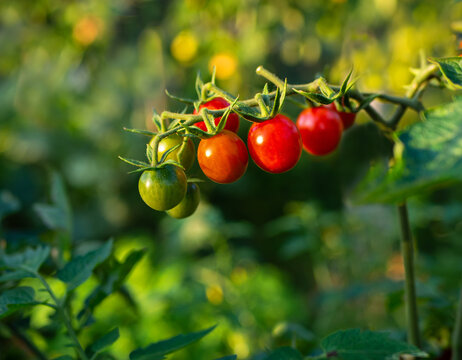 pomidor cherry