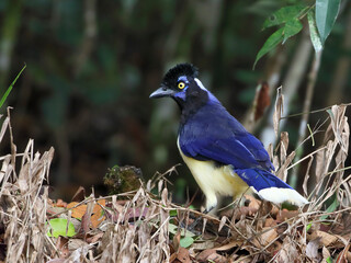 Plush-crested Jay - Cyanocorax chrysops -  Gralha-picaça 