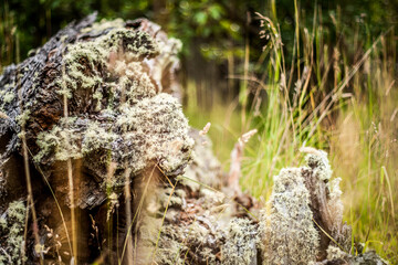 moss on the tree