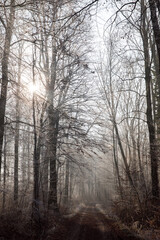 Picturesque winter forest in the morning. The trees are covered with frost