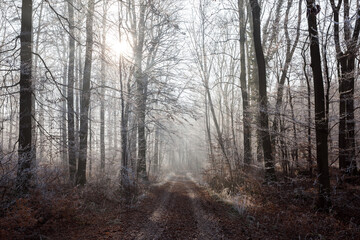 Picturesque winter forest in the morning. The trees are covered with frost