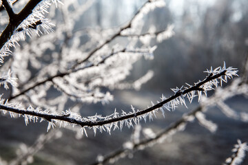 Autumn leaf on a branch in frost needles. Morning frost. Late fall.