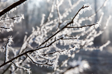Autumn leaf on a branch in frost needles. Morning frost. Late fall.