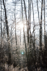 Fototapeta na wymiar Picturesque winter forest in the morning. The trees are covered with frost