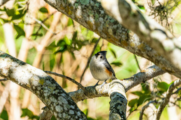 tit mouse on a tree branch