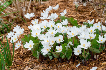 Sanguinaria canadensis, know as bloodroot, is a perennial, herbaceous flowering plant grown in the home garden but a plant that is native to eastern North America. - 557255679