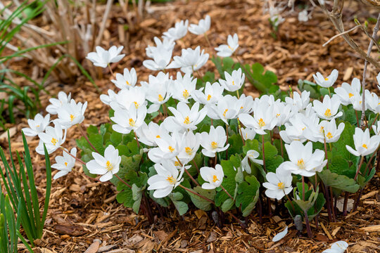 Sanguinaria canadensis, know as bloodroot, is a perennial, herbaceous flowering plant grown in the home garden but a plant that is native to eastern North America.