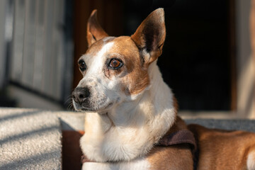 Portrait of a white and orange senior dog sunbathing in interiors