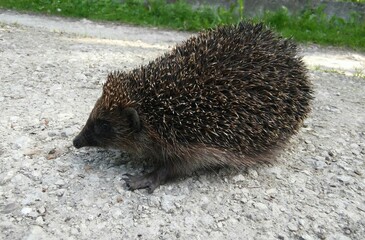 hedgehog on the ground