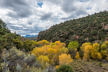 fall colors on the Blue range Primitive Area Arizona
