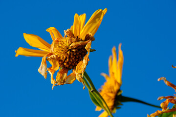 Yellow flower on blue, closeup, botanical plant isolated on sky background.