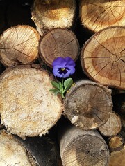 stack of firewood