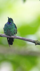 Male green-crowned Brilliant (Heliodoxa jacula) hummingbird perched on a branch in Mindo, Ecuador