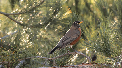 The American robin (Turdus migratorius) that winters in California feeds on a variety of berries.