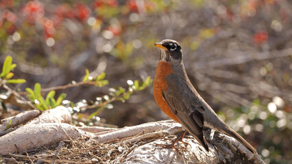 The American robin (Turdus migratorius) that winters in California feeds on a variety of berries.
