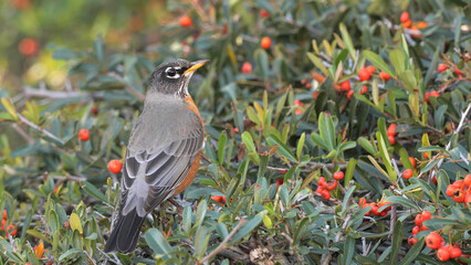 The American robin (Turdus migratorius) that winters in California feeds on a variety of berries.