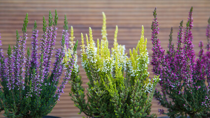 
Three types of heather. Purple, pink and white heather. Selective focus.