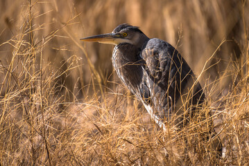 resting great blue heron in grass