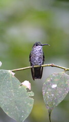 Female green-crowned brilliant (Heliodoxa jacula) perched on a branch in Mindo, Ecuador
