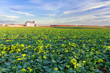 Fototapeta na wymiar Green field of young rapeseed shoots and a new grain elevator on the horizon