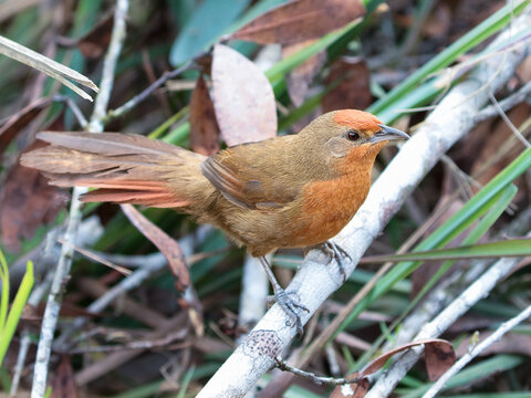 Orange-breasted Thornbird- Phacellodomus ferrugineigula-  joão-botina-do-brejo 