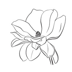 European magnolia. Set of floral elements. Set of linear sketches of magnolia flowers. Collection of black and white illustrations in hand drawn style isolated on white background