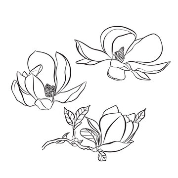 European magnolia. Set of floral elements. Set of linear sketches of magnolia flowers. Collection of black and white illustrations in hand drawn style isolated on white background
